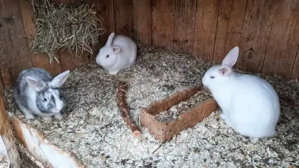 3er Zwergkaninchen Jungtiere