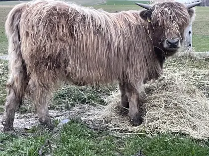 Hochlandrinder Kalbinnen