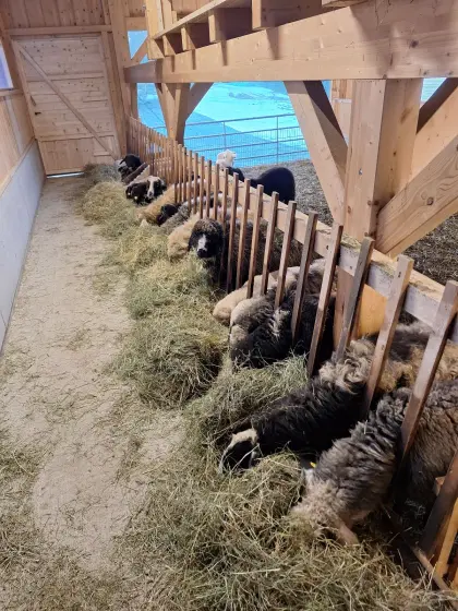 Schafherde zu verkaufen