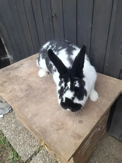 Junges Scheckenweibchen