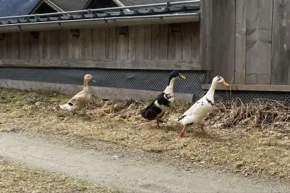 Junges Laufenten Paar