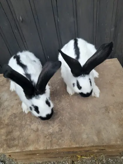Riesenschecken männlich und weiblich