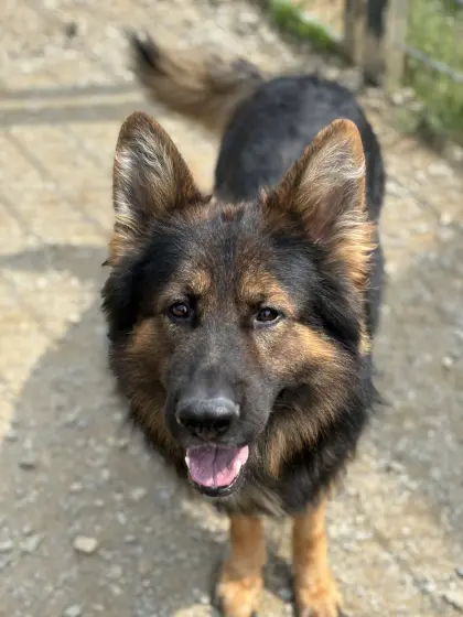 altdeutscher Schäferhund (Deckrüde)