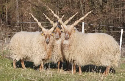 Zackelschafe BIO Herdebuch Bestandsauflösung