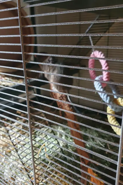 2 Degus 9 Monate alt mit Käfig und Zubehör zu vergeben