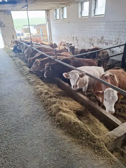 Suche weibliche Fresser/Einsteller