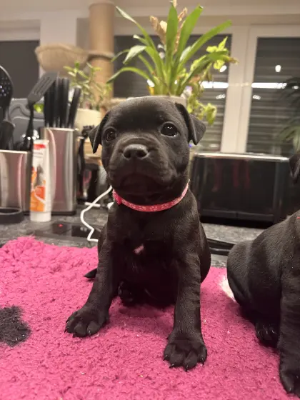 Staffbull Welpen suchen liebevolles Zuhause