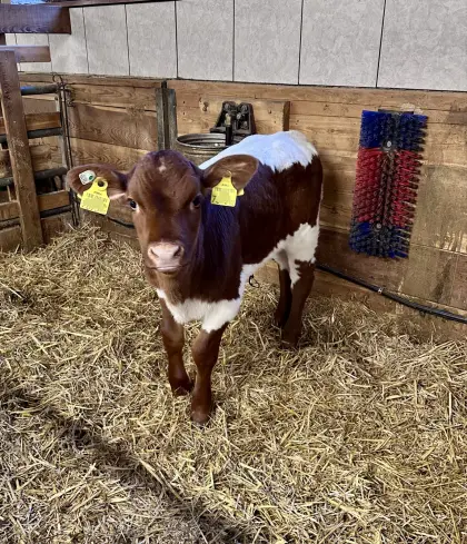 Original Pinzgauer Zuchtkalb