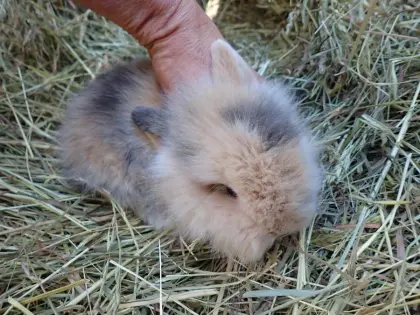 Vergebe Zwerglöwenkopf mindestens Paarweise (Kastrat+Häsin)