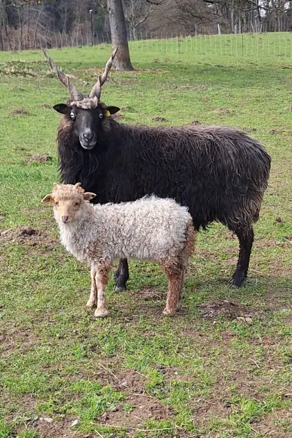 Zackelschaf mit weiblichem Lamm