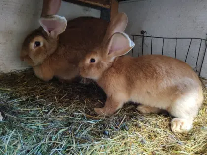 Kaninchen Fleischhasen