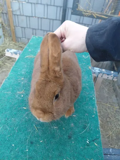 Rote Neuseeländer Häsin