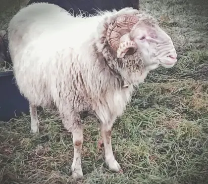 Montafoner Steinschaf Widder