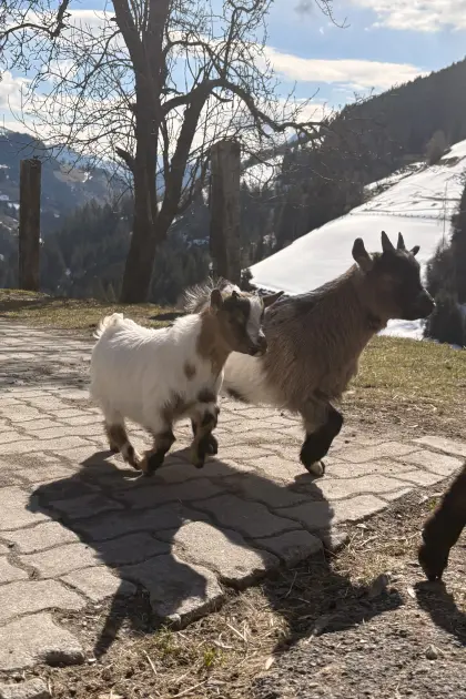 Mini Zwergziegenbock