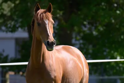 Deutsches Reitpony sucht 5-Sterne-Zuhause