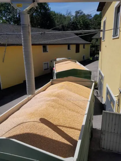 Mais Trockenmais Getreide Futter