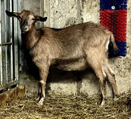 Genetisch hornloser Ziegenbock