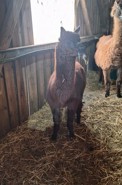 Brauner Alpaka Hengst 5 Jahre