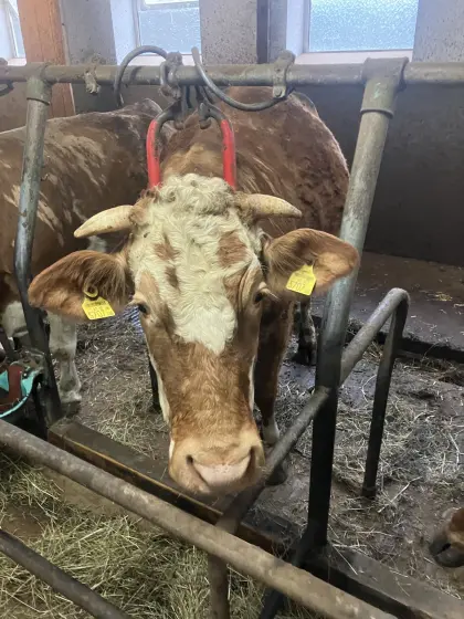 Bio Fleckvieh Mutterkuh hochträchtig