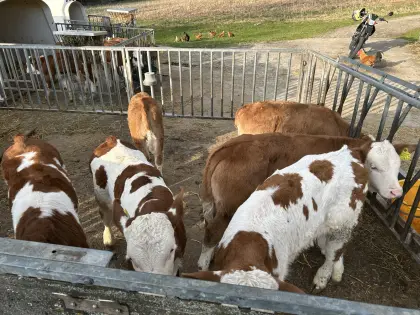 Verkaufe 8 Stierkälber