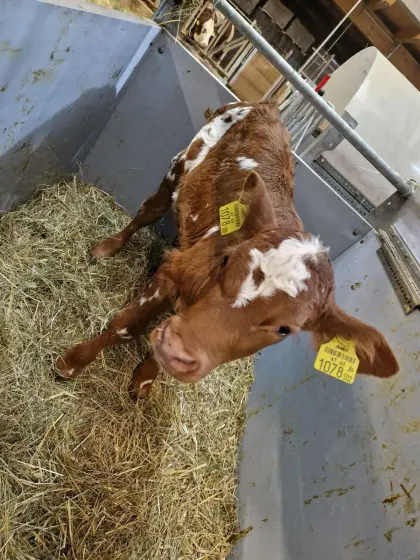 Bio-Kalb weiblich