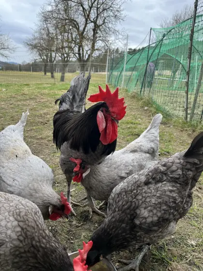 Bresse gauloise bleu