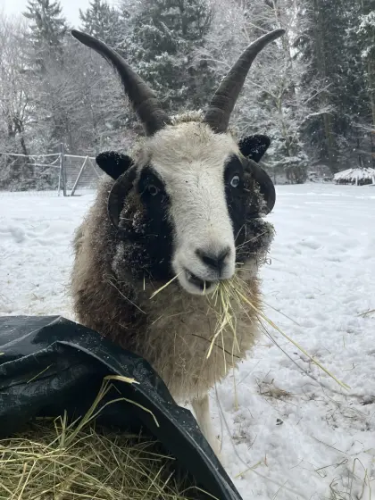Jakobschaf Vierhornschaf
