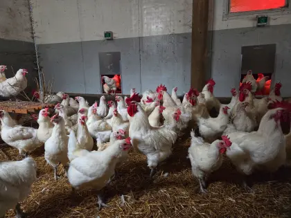 Bruteier und Küken Bressehuhn weiß