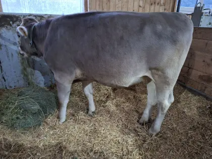 BIO Braunvieh Rind