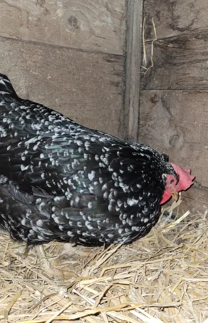 2 robuste Hennen für die Freilandhaltung abzugeben!