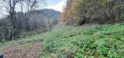 Walnussbäume abzugeben zum Selbstausbuddeln