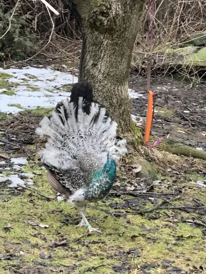 Schwarzflügelpfaue männlich