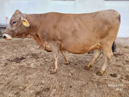 Bio Brown Swiss Kalbin