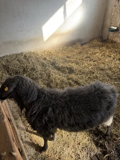 Krainer Steinschaf Widder