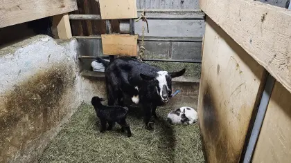 Ziegenkitze abzugeben