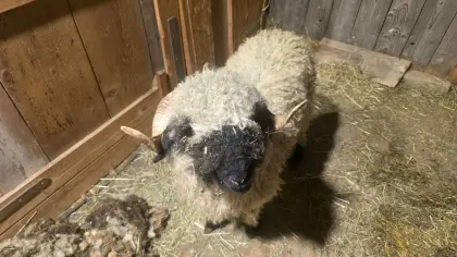Walliser Bock 1 Jahr alt