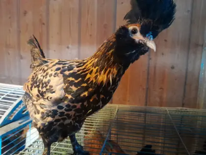 Pawlowskaja und Blumenhühner