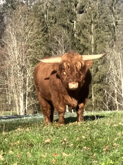 Stier BIO
