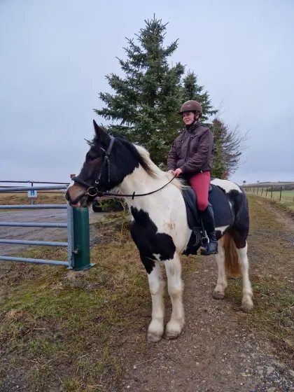 Super tolle Stute zu verkaufen