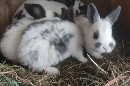 KANINCHEN, abgabebereit zu OSTERN