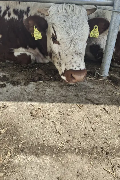 BIO Pustertaler Sprinzen Kalbin