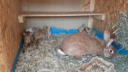 Rote Neuseeländer Mix Kaninchen