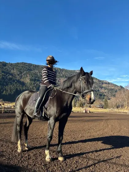 Tschechische Warmblutstute