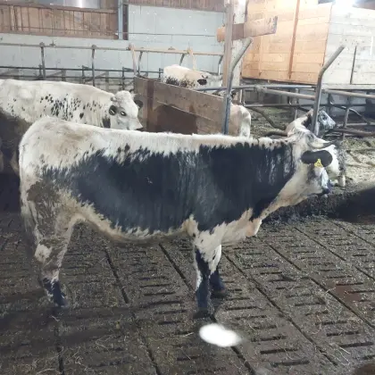 Trächtige Pustertaler Sprinzen Kalbe abzugeben