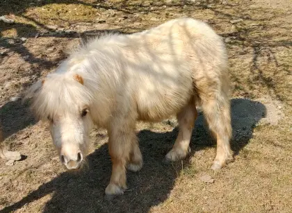 Palomino Shettyjährling