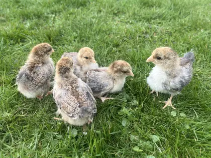 Seidenhuhn und Zwerg Wyandotten Küken