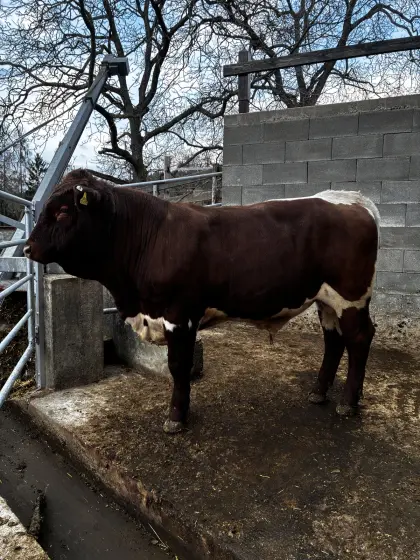 Pinzgauer Zuchtstier