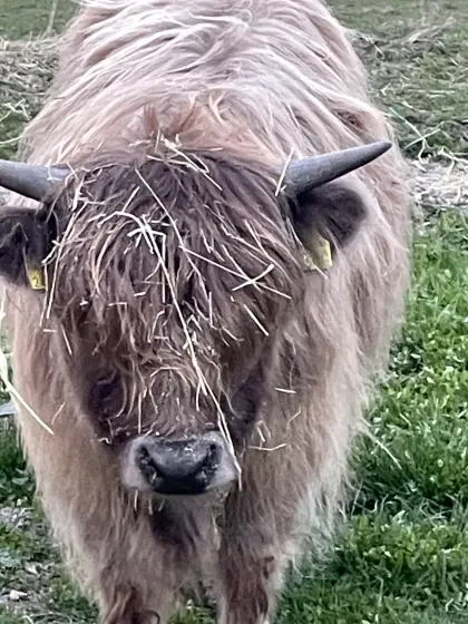 Hochlandrinder Kalbinnen