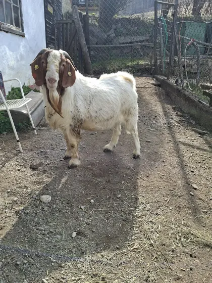 Burenziegenbock Reinrassig