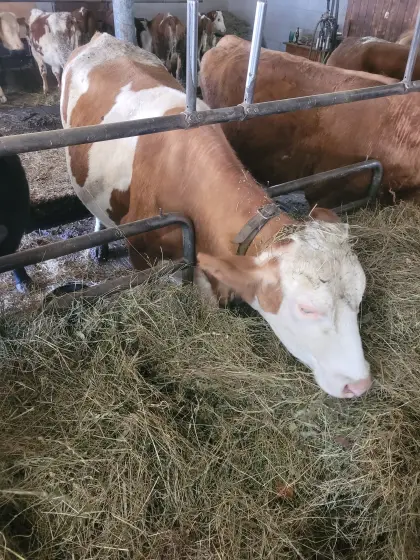 Verkaufe bio kuh trächtig